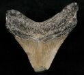 Bargain Posterior Megalodon Tooth #11949-2